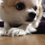 どんぶり