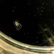 海月の画像