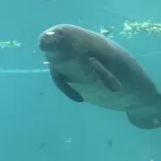 アロイの画像