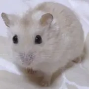 ちえこの画像