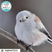 シマエナガの画像