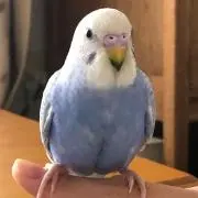 ゆきちゃんの画像