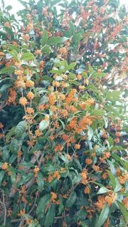 アイナナ G4Y 九条天 地方衣装 缶バッジ - メルカリ