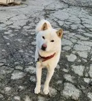 あいぬ犬の画像