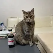 プリンの画像