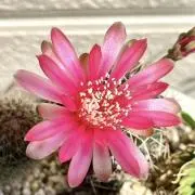 花壇横丁❣️6/8(月)発送の画像