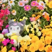 クロミミミミミミミミの画像