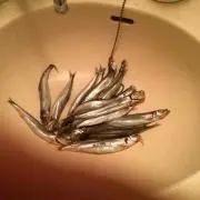 JAPANの画像
