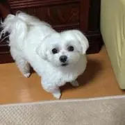ミルの画像