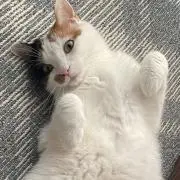 おこめの画像