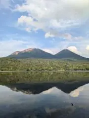 シンソウの画像