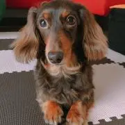 りんりん