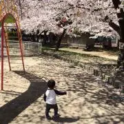さくら