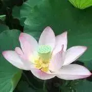 水連の画像