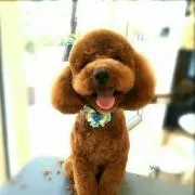 マハロ