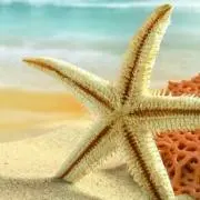 starfish☆