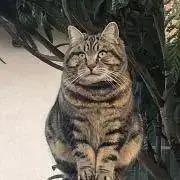 ととの画像