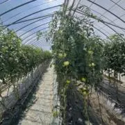 野菜農家