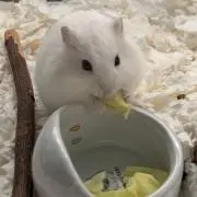 福の画像