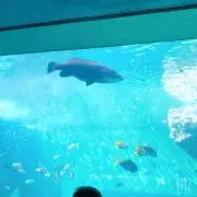 すももの画像