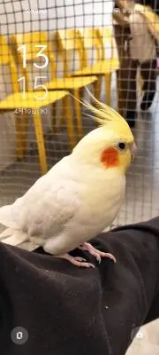 すずの画像