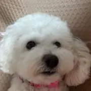 ミユの画像