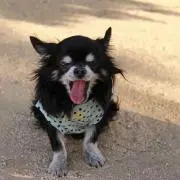 ナナナの画像