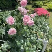Lillyの画像