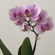 Yuzuの画像