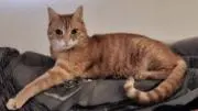 ぺーやんの画像