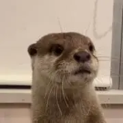 くらちゃん