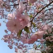 マロンマロンの画像