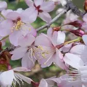 rihaseの画像