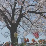 ハナノ