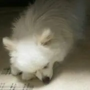 ゆーか