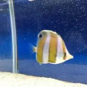 nobuloose プロフ見てください!の画像