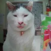 たかじゅんの画像