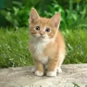 ポコにゃん