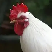 にわとりの画像