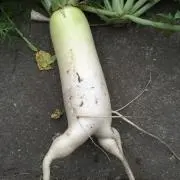 TM農園の画像