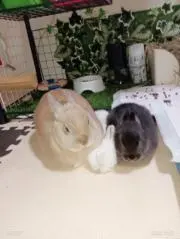 ラビットコング