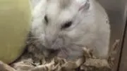 みかるの画像