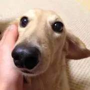 T.