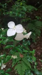 もげたろうの画像