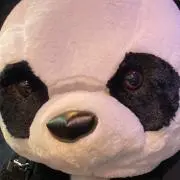 わんこ