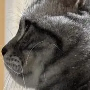 doradoraの画像