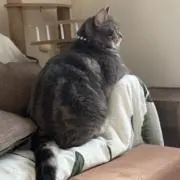 Pinoの画像