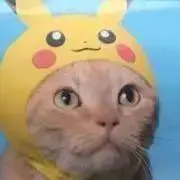 miniの画像
