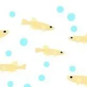 めだかの画像