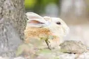 くまったの画像